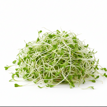 Alfalfa Sprouts 12 pints, USA