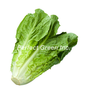 Lettuce Romaine Count 24, Case, Canada