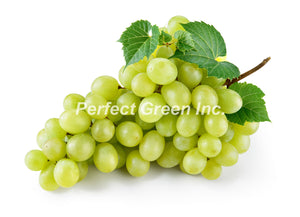 Grapes Green 18 lbs, Case