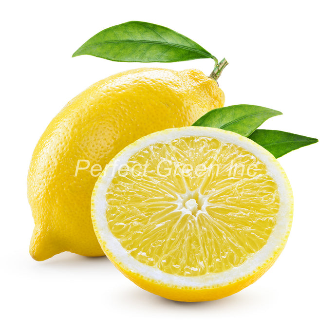 Lemon Count 115,Each, USA