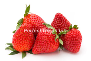 Strawberries 1 lb, Pint, USA