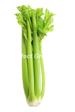 Celery Count 24 , Case , USA