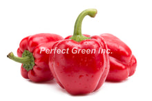 Pepper Red Large 22lb, Case