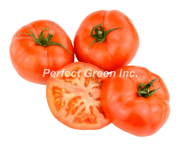 Tomato BeafSteak 6x7, USA