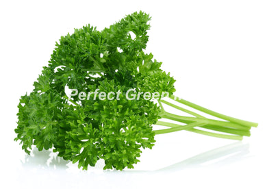 Parsley Curly Count 60, Case, USA