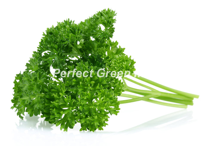 Parsley Curly Count 60, Each, USA