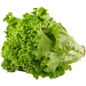 Lettuce Green Leaf Size 24, Case, USA